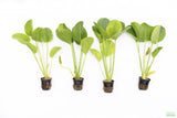Echinodorus Harbich Sword_Aquarium Plant For Sale