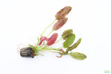 Echinodorus Harbich_Sword_Aquarium Plant For Sale