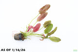 Echinodorus Harbich_Sword_Aquarium Plant For Sale