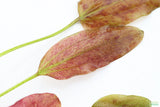 Echinodorus Harbich_Sword_Aquarium Plant For Sale