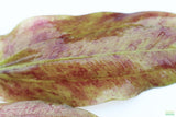 Echinodorus Harbich_Sword_Aquarium Plant For Sale