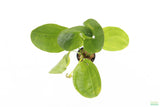 Echinodorus Harbich Sword_Aquarium Plant For Sale