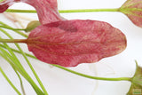 Echinodorus Harbich_Sword_Aquarium Plant For Sale