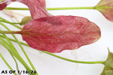 Echinodorus Harbich_Sword_Aquarium Plant For Sale