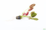 Echinodorus Harbich_Sword_Aquarium Plant For Sale
