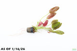 Echinodorus Harbich_Sword_Aquarium Plant For Sale