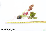 Echinodorus Harbich_Sword_Aquarium Plant For Sale