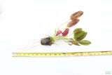 Echinodorus Harbich_Sword_Aquarium Plant For Sale