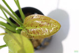 Echinodorus Harbich Sword_Aquarium plant for sale