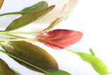 Echinodorus Harbich_Sword_Aquarium Plant For Sale