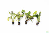 Echinodorus Red Flame Sword_Aquarium Plant For Sale