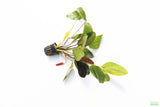 Echinodorus Red Flame Sword_Aquarium Plant For Sale
