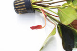 Echinodorus Red Flame Sword_Aquarium Plant For Sale