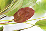 Echinodorus Red Flame Sword_Aquarium Plant For Sale