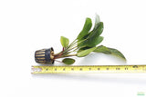 Echinodorus Red Flame Sword_Aquarium Plant For Sale