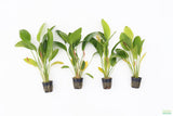 Echinodorus Rose_Sword_Aquarium Plant For Sale