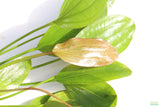 Echinodorus Rose_Sword_Aquarium Plant For Sale