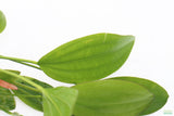 Echinodorus Rose_Sword_Aquarium Plant For Sale