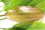 Echinodorus Rose_Sword_Aquarium Plant For Sale
