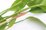 Echinodorus Rose_Sword_Aquarium Plant For Sale