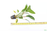 Echinodorus Rose_Sword_Aquarium Plant For Sale