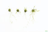 Echinodorus Tenellus_Sword_Aquarium plant for sale
