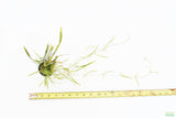 Echinodorus Tenellus_Sword_Aquarium plant for sale
