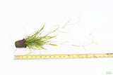 Echinodorus Tenellus_Sword_Aquarium plant for sale