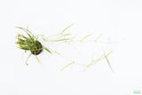 Echinodorus Tenellus_Sword_Aquarium plant for sale