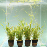 Echinodorus Tenellus_Sword_Aquarium plant for sale