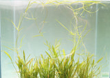 Echinodorus Tenellus_Sword_Aquarium plant for sale