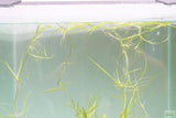 Echinodorus Tenellus_Sword_Aquarium plant for sale