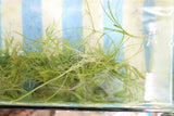 Echinodorus Tenellus_Sword_Aquarium plant for sale