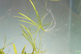 Echinodorus Tenellus_Sword_Aquarium plant for sale