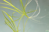 Echinodorus Tenellus_Sword_Aquarium plant for sale
