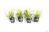Echinodorus Tenellus_Sword_Aquarium plant for sale