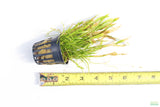 Echinodorus Tenellus_Sword_Aquarium plant for sale
