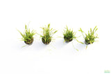 Echinodorus Tenellus_Sword_Aquarium plant for sale