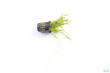Echinodorus Tenellus_Sword_Aquarium plant for sale