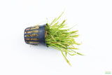 Echinodorus Tenellus_Sword_Aquarium plant for sale