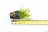 Echinodorus Tenellus_Sword_Aquarium plant for sale