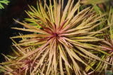 Eustralis Stellata -Purple ....WILD Aquarium Plant