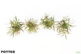 Eustralis Stellata_Potted_Purple_Wild aquarium plant for sale