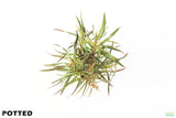 Eustralis Stellata_Potted_Purple_Wild aquarium plant for sale
