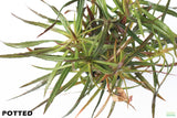 Eustralis Stellata_Potted_Purple_Wild aquarium plant for sale