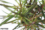 Eustralis Stellata_Potted_Purple_Wild aquarium plant for sale