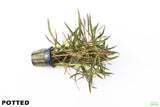 Eustralis Stellata_Potted_Purple_Wild aquarium plant for sale