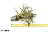 Eustralis Stellata_Potted_Purple_Wild aquarium plant for sale