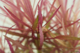Eustralis Stellata_Very strong, very purple_wild aquarium plant_aquarium plants for sale