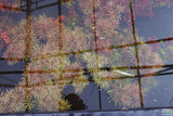 Eustralis Stellata -Purple ....WILD Aquarium Plant